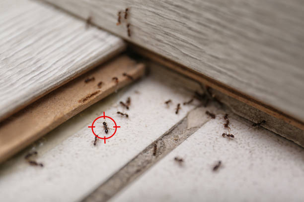 Best Residential Pest Control  in Minster, OH