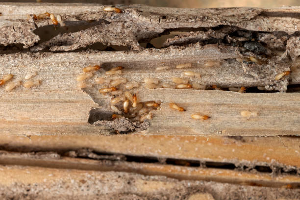 Best Pest Removal Services  in Minster, OH