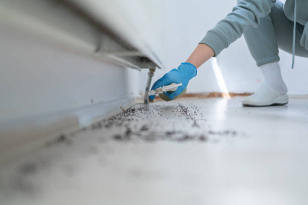 Best Local Pest Control Services  in Minster, OH